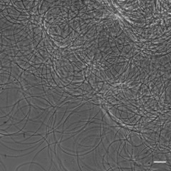 Gametes